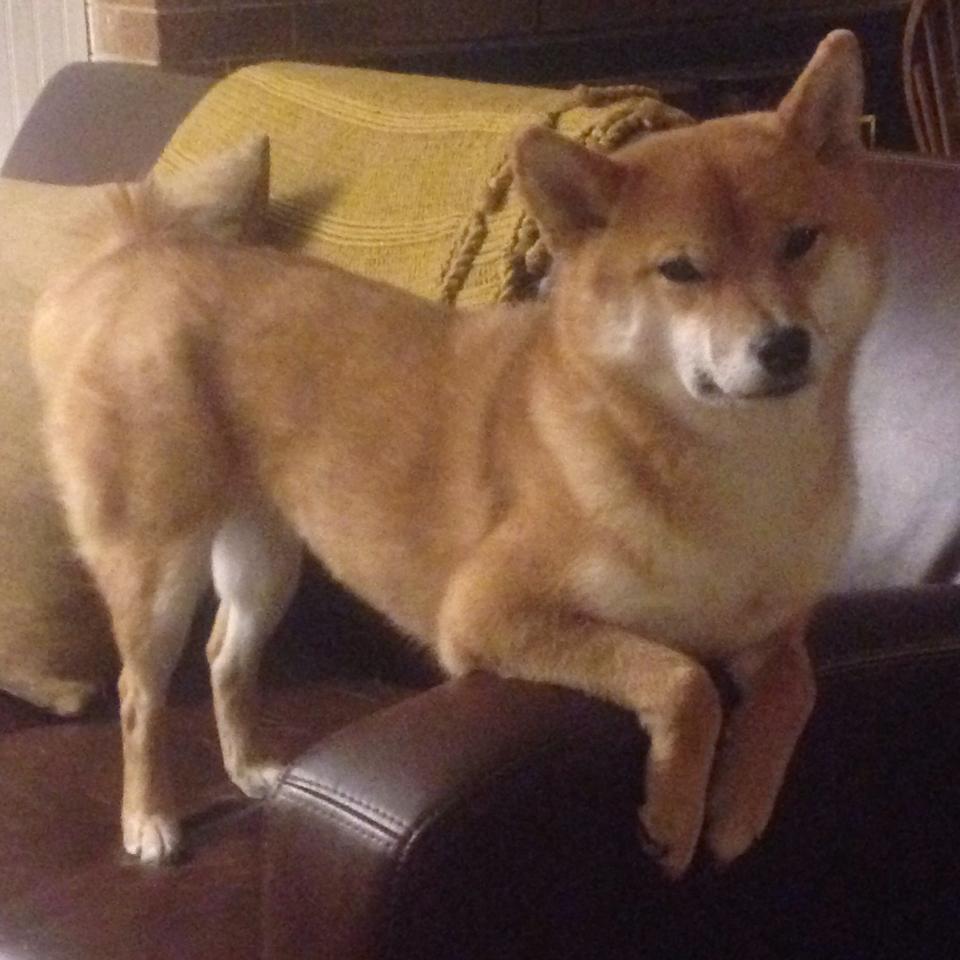 黄蜂末节风暴带走广厦队，拉文里程碑之夜闪耀全场