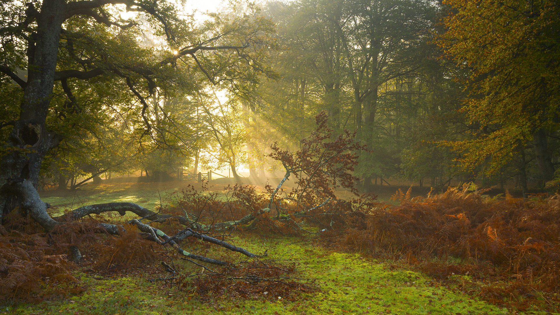 加克波独舞，哥斯达黎加鏖战里昂的战术博弈与命运转折
